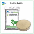 Additif pour alimentation de crevettes Bacillus Subtilis en poudre